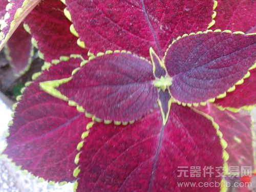 做工扎实4.5英寸IPS屏双核 天语U7评测20