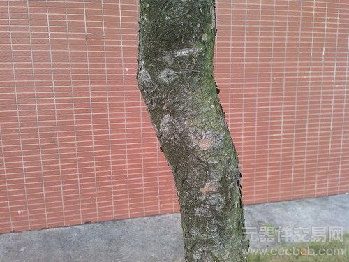 阅读利器 999元读者手机i800性能评测6