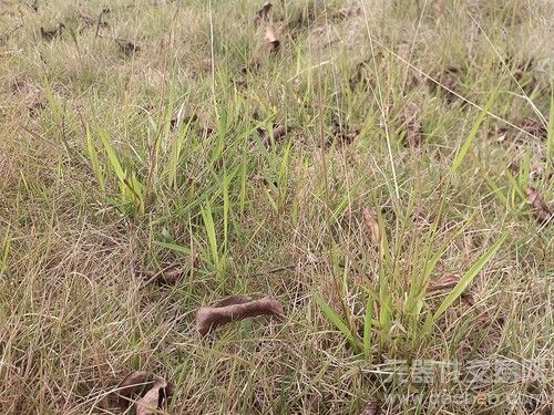 阅读利器 999元读者手机i800性能评测7