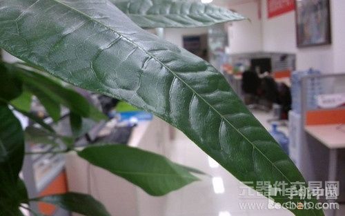 720p巨屏1.5GHz四核 大黄蜂Touch评测5