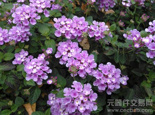 评测：开启FHD时代 1080p四核旗舰安卓手机44