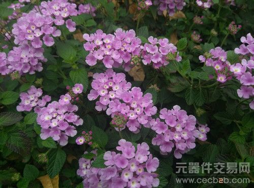 评测：开启FHD时代 1080p四核旗舰安卓手机45