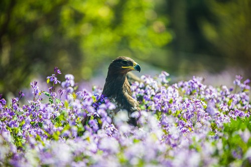 扎实可靠 适马S120-300mm/2.8速发试用2