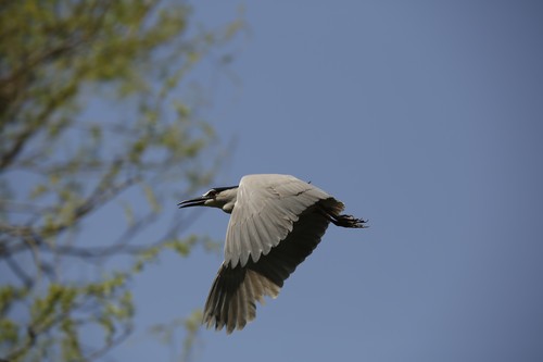 扎实可靠 适马S120-300mm/2.8速发试用3