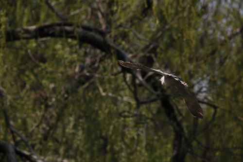 扎实可靠 适马S120-300mm/2.8速发试用2