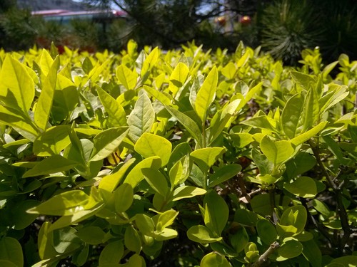剑走偏锋造就最强双核 小米手机2A评测15