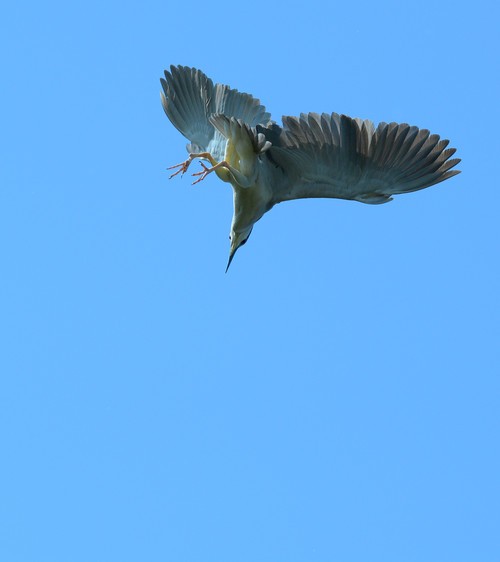 全能搭配 Coolpix A与D7100试用感受4