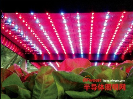 【前沿市场】初探LED照明植物工厂技术发展趋势