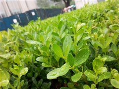 新时代自拍神器 MeituKiss手机全评测21