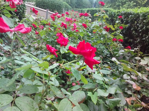 移动TD/四核/性价比高 TCL J900T评测0