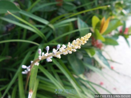十倍光学变焦 三星 Galaxy S4 Zoom 拍摄评测27