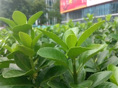 电信3G双卡双待 骚粉天语E88全面评测4