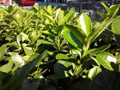 移动自主品牌 中国移动M701全面评测8