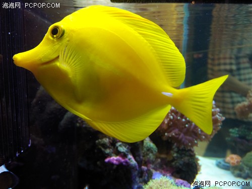 5.75mm机身极致HiFi体验 vivo X3t评测50