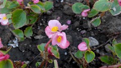  红米手机上手感受5