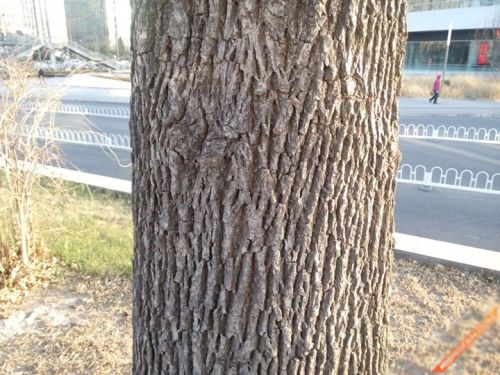 决战千元级市场 荣耀3C/红米对比评测6