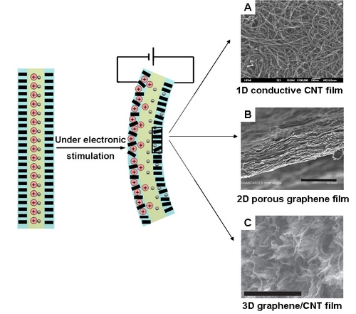 苏州纳米所发表关于离子感应致动智能材料的综