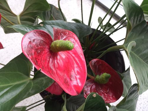 锤子手机T1评测：亮点在细节具工匠情怀 27