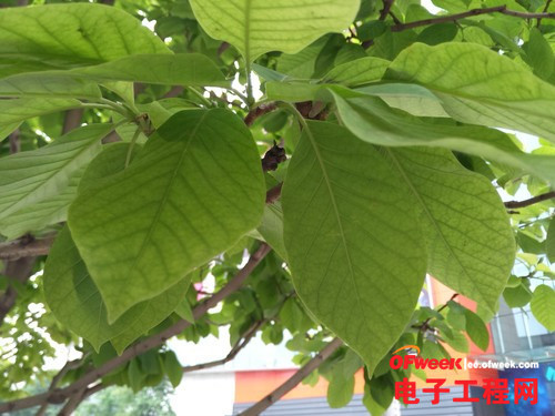 锤子手机T1/小米3评测对比：千元差价区别在哪儿？9