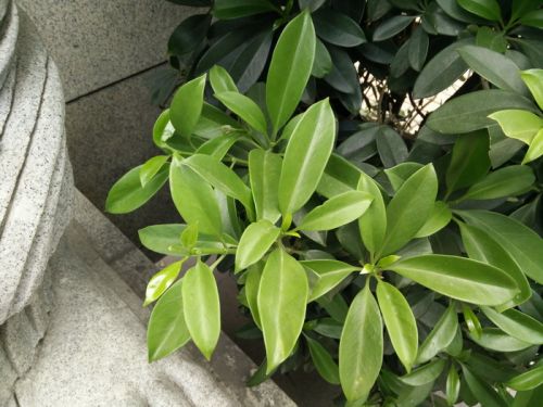 均衡、诚意与节操，零售版一加手机评测15