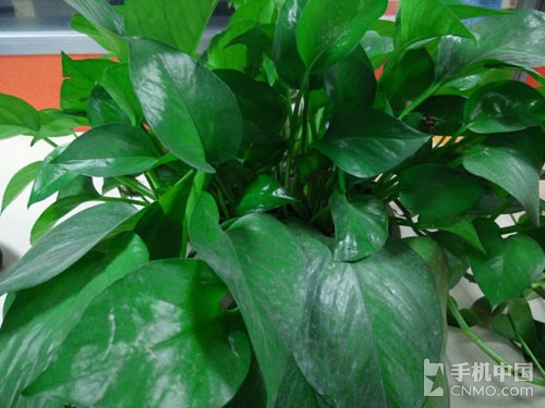 OPPO N1 mini旋转趣拍 小号ColorOS体验2