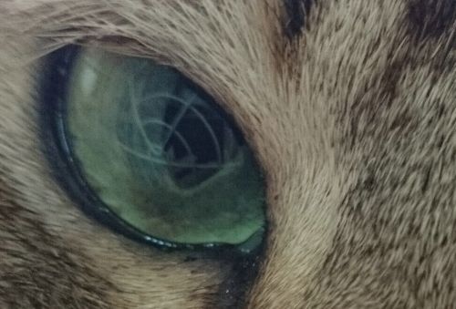 最终进化 索尼Xperia Z2体验评测