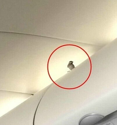 萌萌哒:小鸟搭飞机从青岛飞到成都