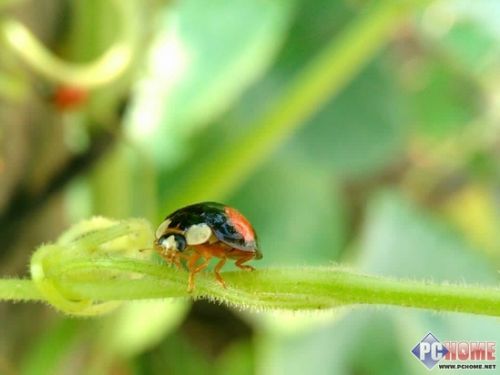 主编证言 努比亚开启手机拍星之旅_产品_元器
