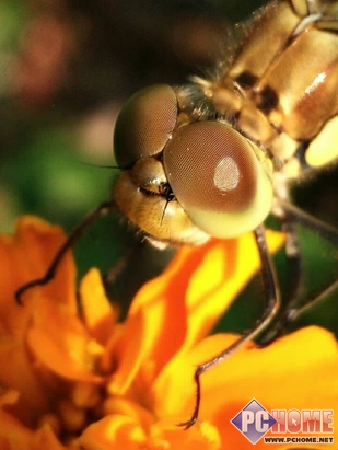 主编证言努比亚开启手机拍星之旅