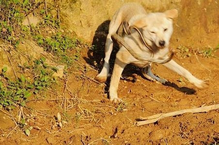 宁波惊现“蛇狗大战”:大蛇带小蛇 母狗护小狗_业界新闻_元器件交易网