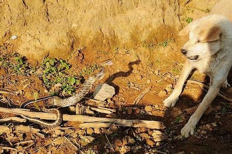 宁波惊现“蛇狗大战”:大蛇带小蛇 母狗护小狗_业界新闻_元器件交易网