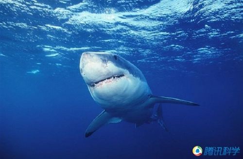 十大动物杀人狂魔_业界新闻_元器件交易网