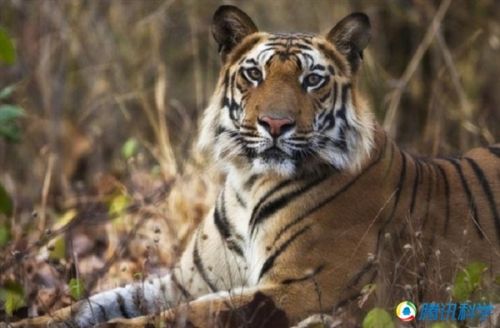 十大动物杀人狂魔_业界新闻_元器件交易网