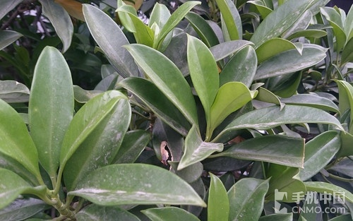 圆润设计IP68级防水 索尼Z3评测2