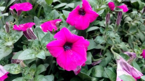 轻薄机身多彩边框 联想手机X2评测_热点评测