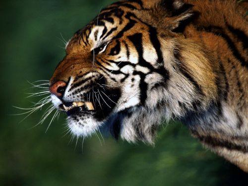 我认为小而美祸害了一代年轻人--36氪专访比邻