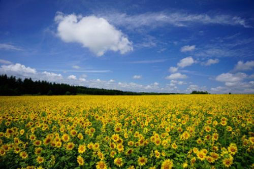 打印_在写A7II发布后 索尼全画幅微单镜头推荐